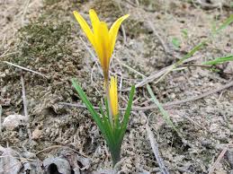 Attēlu rezultāti vaicājumam “Colchicum luteum flower”