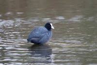 Attēlu rezultāti vaicājumam “Gruiformes”