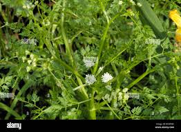Attēlu rezultāti vaicājumam “Oenanthe aquatica flower”