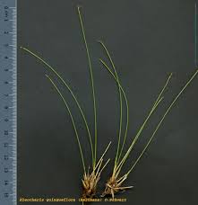 Attēlu rezultāti vaicājumam “Eleocharis quinqueflora”
