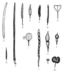 Attēlu rezultāti vaicājumam “Cruciferae”
