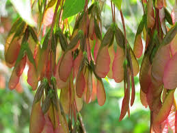 Attēlu rezultāti vaicājumam “Acer negundo fruit”