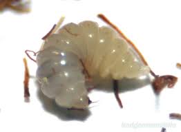 Attēlu rezultāti vaicājumam “Diplolepis rosae”