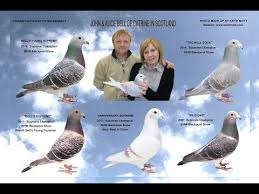 Image result for Abbeyton & Broomfield Racing Pigeons