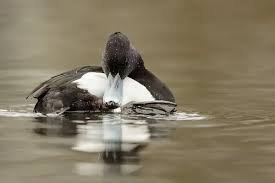 Attēlu rezultāti vaicājumam “Aythya fuligula male”