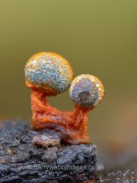 Attēlu rezultāti vaicājumam “Amaurochaete atra”