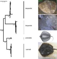 Image result for Himantura uarnak