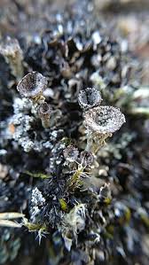 Attēlu rezultāti vaicājumam “Cladonia pyxidata”