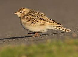 Image result for Calandrella brachydactyla