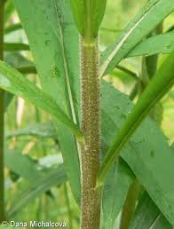Attēlu rezultāti vaicājumam “Solidago canadensis leaf”