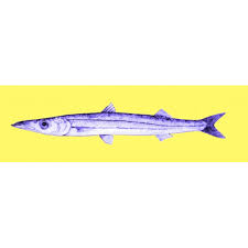 Image result for Sphyraena barracuda