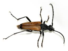 Attēlu rezultāti vaicājumam “Anastrangalia sanguinolenta”