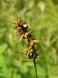 Attēlu rezultāti vaicājumam “Carex spicata”