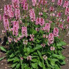 Attēlu rezultāti vaicājumam “Stachys officinalis”