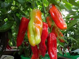 Afbeeldingsresultaat voor aconcagua sweet pepper