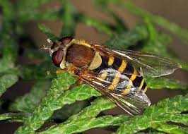 Attēlu rezultāti vaicājumam “Syrphus torvus”