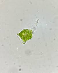 Attēlu rezultāti vaicājumam “Lycogala alisaulianovae sessile”