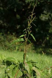 Attēlu rezultāti vaicājumam “Rumex obtusifolius”