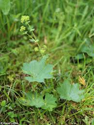 Attēlu rezultāti vaicājumam “Alchemilla vulgaris aggr. bud”
