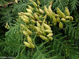 Attēlu rezultāti vaicājumam “Thuja occidentalis flower”