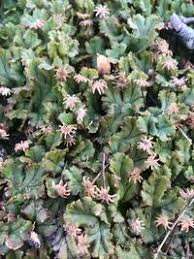 Attēlu rezultāti vaicājumam “Trichocolea tomentella sporophyte”