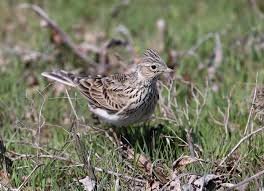 Image result for Alauda arvensis