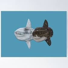 Image result for Mola alexandrini