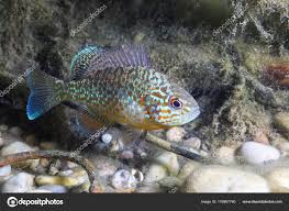 Image result for Lepomis gibbosus