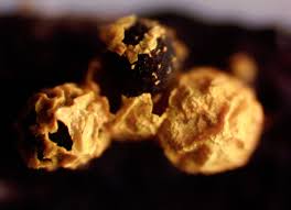 Attēlu rezultāti vaicājumam “Badhamia lilacina var. megaspora spores”