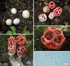 Attēlu rezultāti vaicājumam “Clathrus ruber”