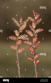 Attēlu rezultāti vaicājumam “Myrica gale male flower”
