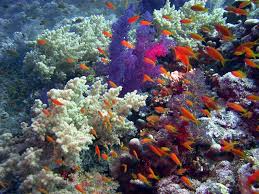 نبذة عن الشعاب المرجانية Images?q=tbn:ANd9GcROr02u4-aJFOLMpAkM8gXe7YIj2iQ9QjH_IZ7KxBwnx_lgpkZV0A