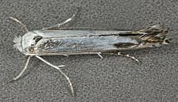 Attēlu rezultāti vaicājumam “Lyonetia clerkella”