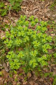 Attēlu rezultāti vaicājumam “Euphorbia helioscopia”