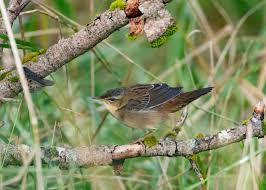 Image result for Locustella certhiola