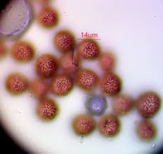 Attēlu rezultāti vaicājumam “Didymium crustaceum macro”