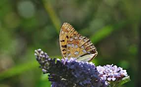 Attēlu rezultāti vaicājumam “Argynnis adippe”