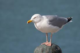 Attēlu rezultāti vaicājumam “Larus argentatus”