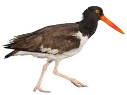 Attēlu rezultāti vaicājumam “Haematopus ostralegus adult”