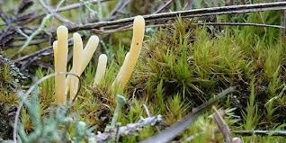 Attēlu rezultāti vaicājumam “Clavaria argillacea”