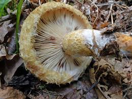 Attēlu rezultāti vaicājumam “Lactarius repraesentaneus”