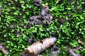 Attēlu rezultāti vaicājumam “Fissidens arnoldii”