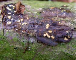 Attēlu rezultāti vaicājumam “Myxarium nucleatum”