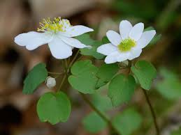 Attēlu rezultāti vaicājumam “Isopyrum thalictroides fruit”