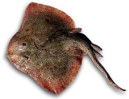 Image result for Raja brachyura