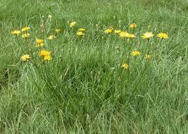 Attēlu rezultāti vaicājumam “Leontodon autumnalis”