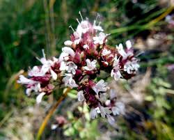 Attēlu rezultāti vaicājumam “Origanum vulgare flower”