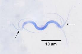 Spirillum and its flagellar arrangement