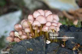 Attēlu rezultāti vaicājumam “Mycena renati”