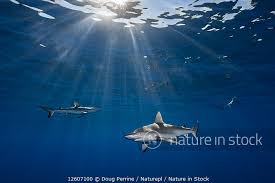 Image result for Carcharhinus amblyrhynchos